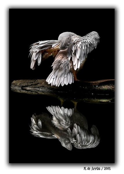 Pelicano ( Pelican )