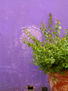 Pared Violeta