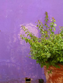 Pared Violeta