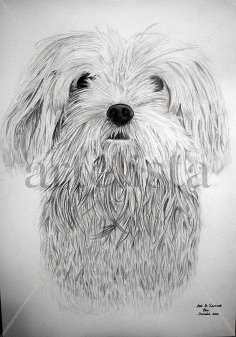 Perrito Oso