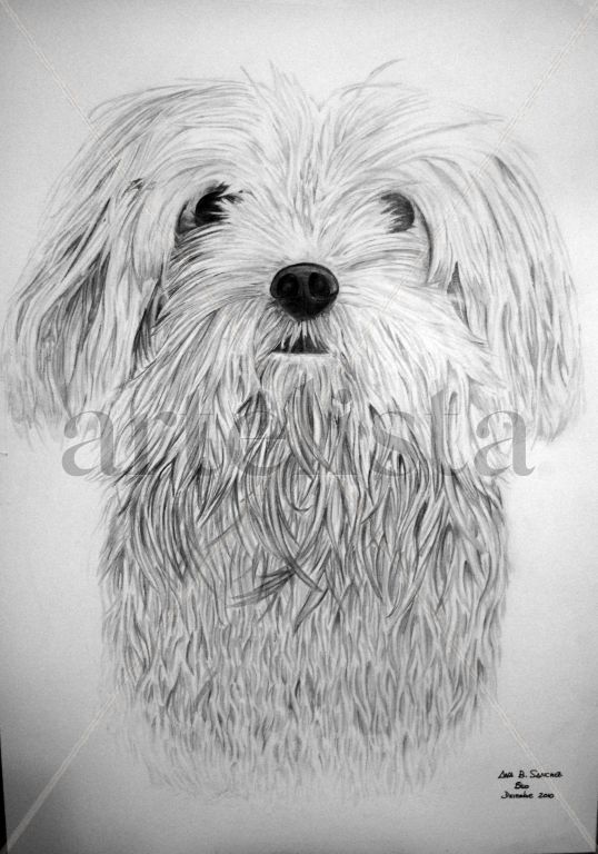 Perrito Oso