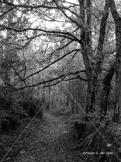 Carballeira Naturaleza Blanco y Negro (Digital)