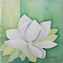 Magnolia