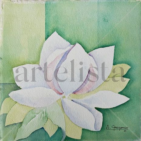 Magnolia