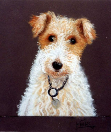 Fox Terrier