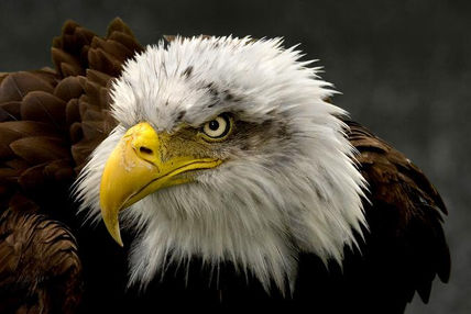 Aguila Calva