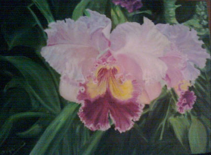Orquídeas