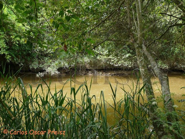 ORILLA DEL ARROYO 1 Nature Color (Digital)