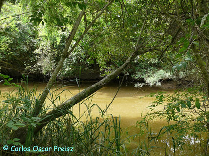 Orilla del arroyo 2