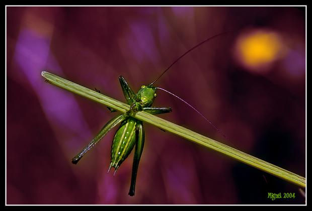 Saltamontes Nature Color (Digital)