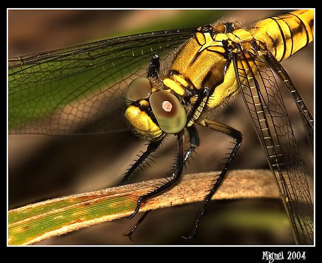 Dragonfly Nature Color (Digital)