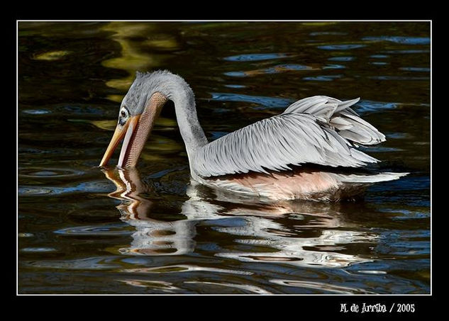 Pelicano Nature Color (Digital)