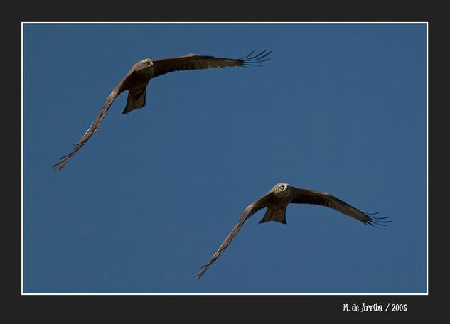 Pareja de Milanos Naturaleza Color (Digital)