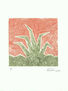Agave verde