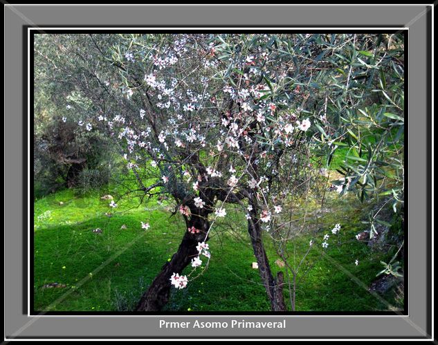 Priimer asomo primaveral Nature Color (Digital)