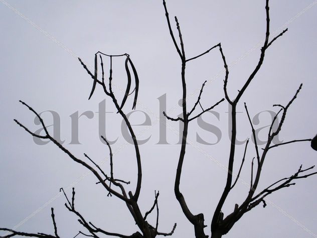 NATURALEZA