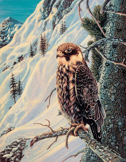 Alcotan Europeo...