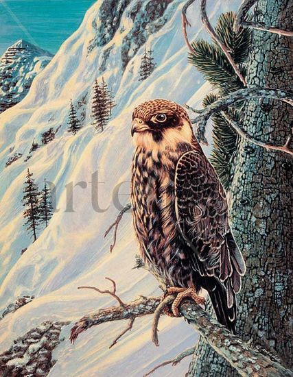 Alcotan Europeo (falcon subbuteo) Acrylic Panel Animals