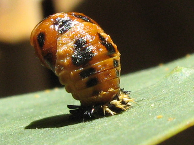 NACIMIENTO DE COCCINELLIDAE PARTE VI