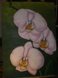 Orquideas