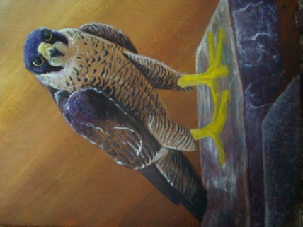 El halcon peregrino
