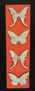 serie mariposas