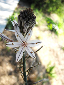 Estrella en tierra