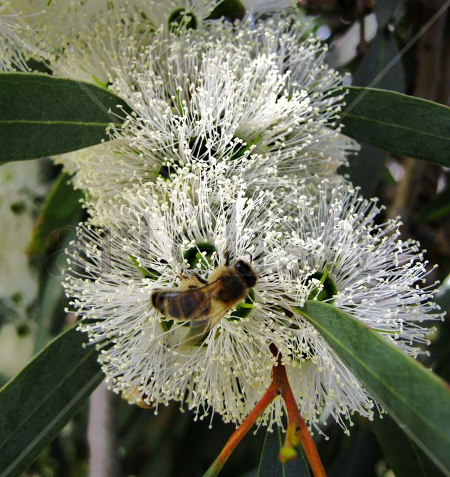 DESCUBIERTA