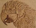 ARARA
