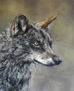 lobo ibérico
