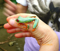 Fauna de Costa Rica