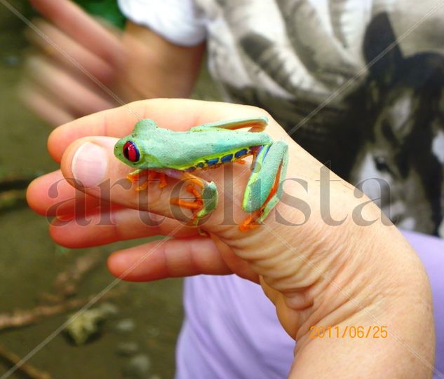 Fauna de Costa Rica Travel Color (Digital)