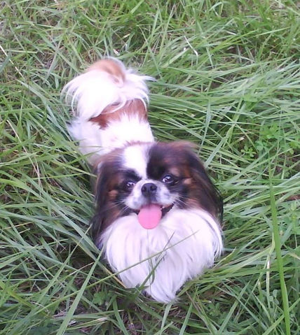 Perrito