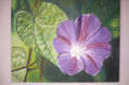 La gran petunia