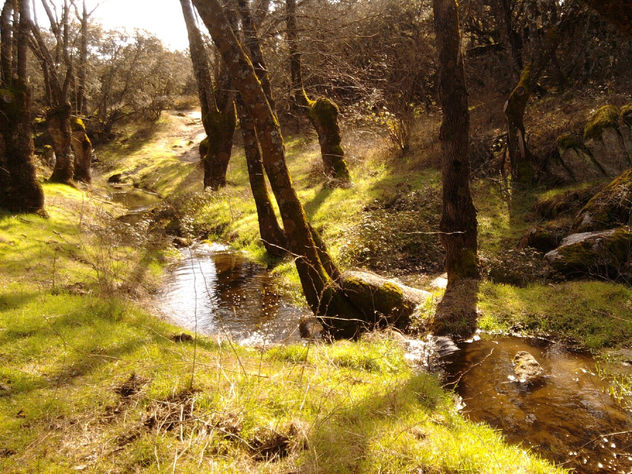 "LOS ARROYOS" (1)