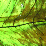 Hoja Luminosa thumbnail 1