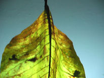 Hoja Luminosa 1