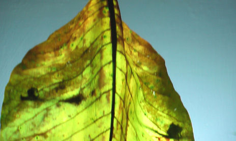 Hoja Luminosa