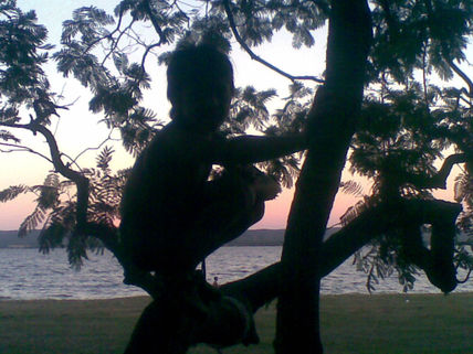 Trepando arboles.