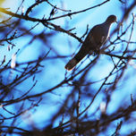 NATURALEZA thumbnail 1