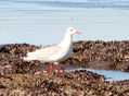 PALOMA ANTARTICA