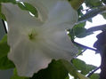 Flor Campana ...