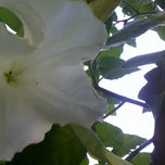FLORES thumbnail 2