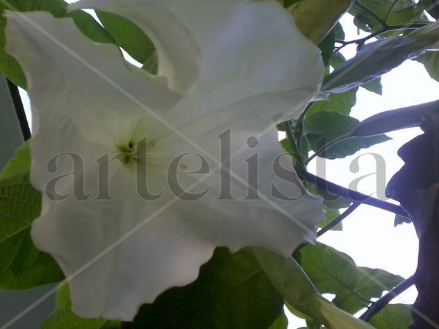 Flor Campana ...