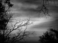 Serie árbol