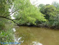 Arroyo en magdalena