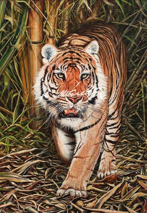 TIGRE DE BENGALA