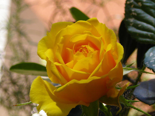 rosa