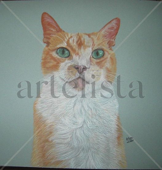 Gato Pastel Papel Animales