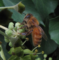 Abeja